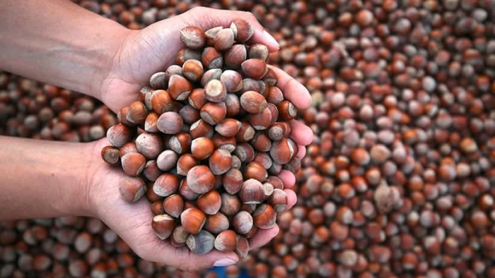 Fındık hasat ve ihraç tarihleri belli oldu